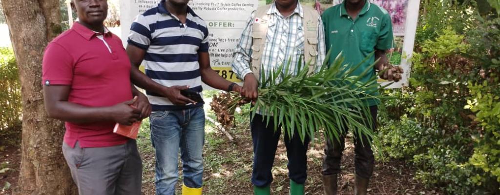 Ginger Farming